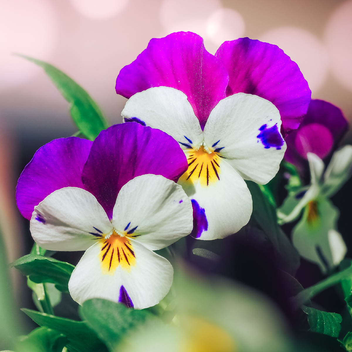 Garden La Primula 100 mostra sfumature di viole