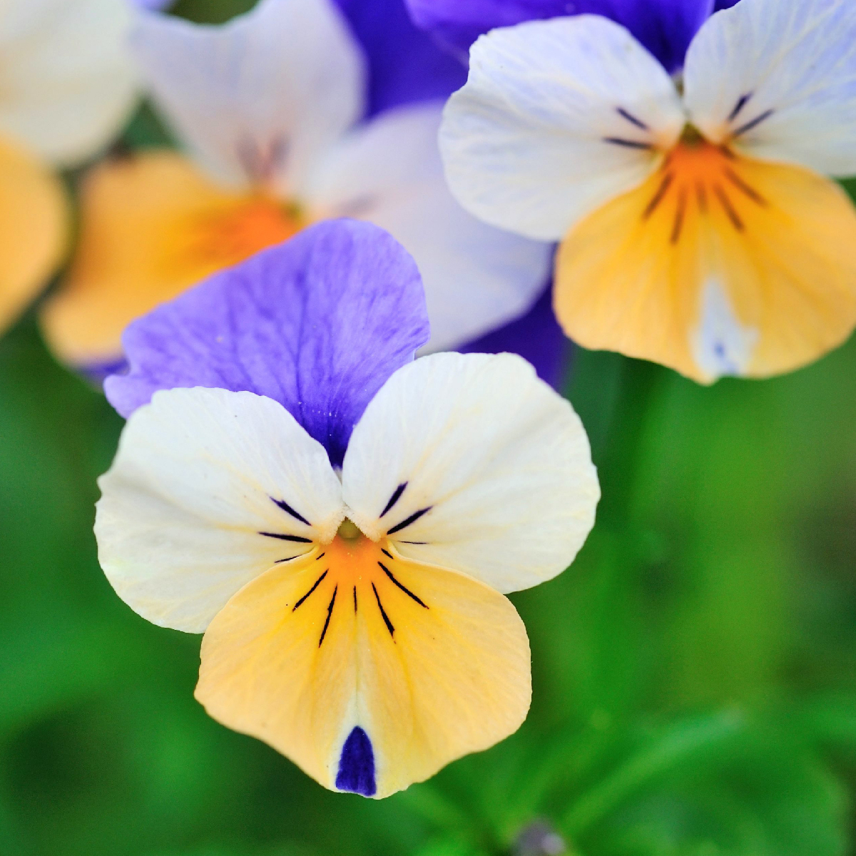 Garden La Primula 100 mostra sfumature di viole