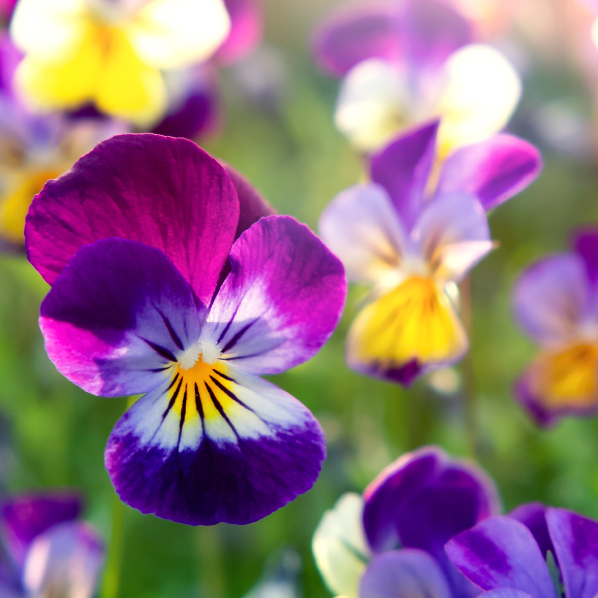 Garden La Primula 100 mostra sfumature di viole