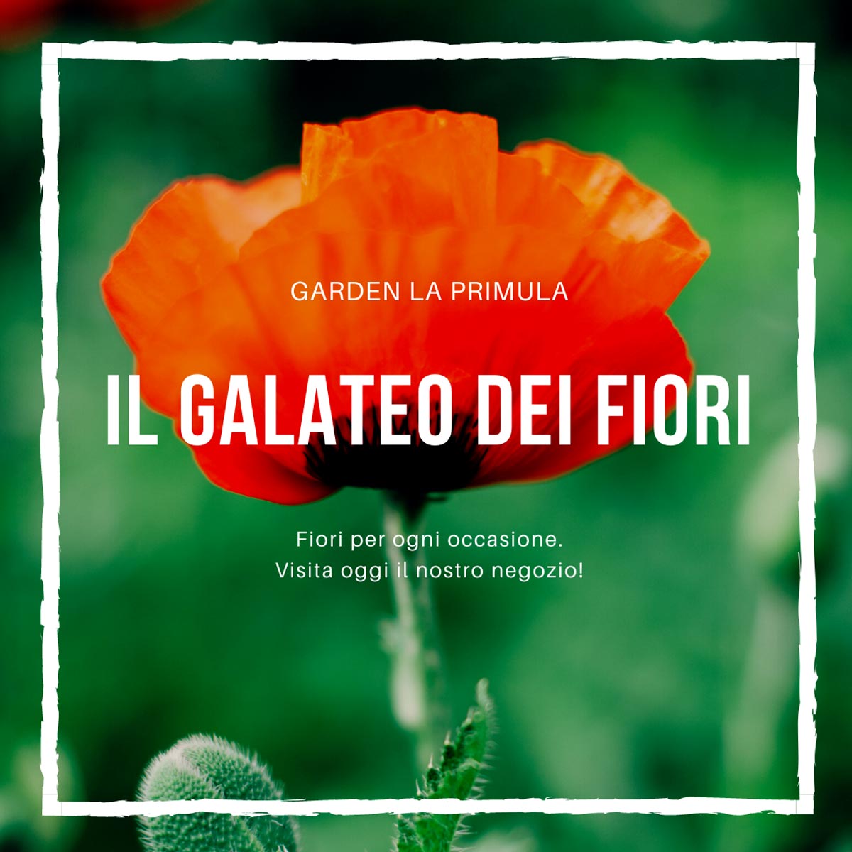 Garrden La Primula Galateo dei fiori