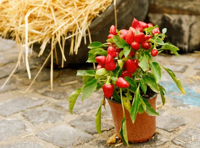 Fiori autunnali peperoncino ornamentale