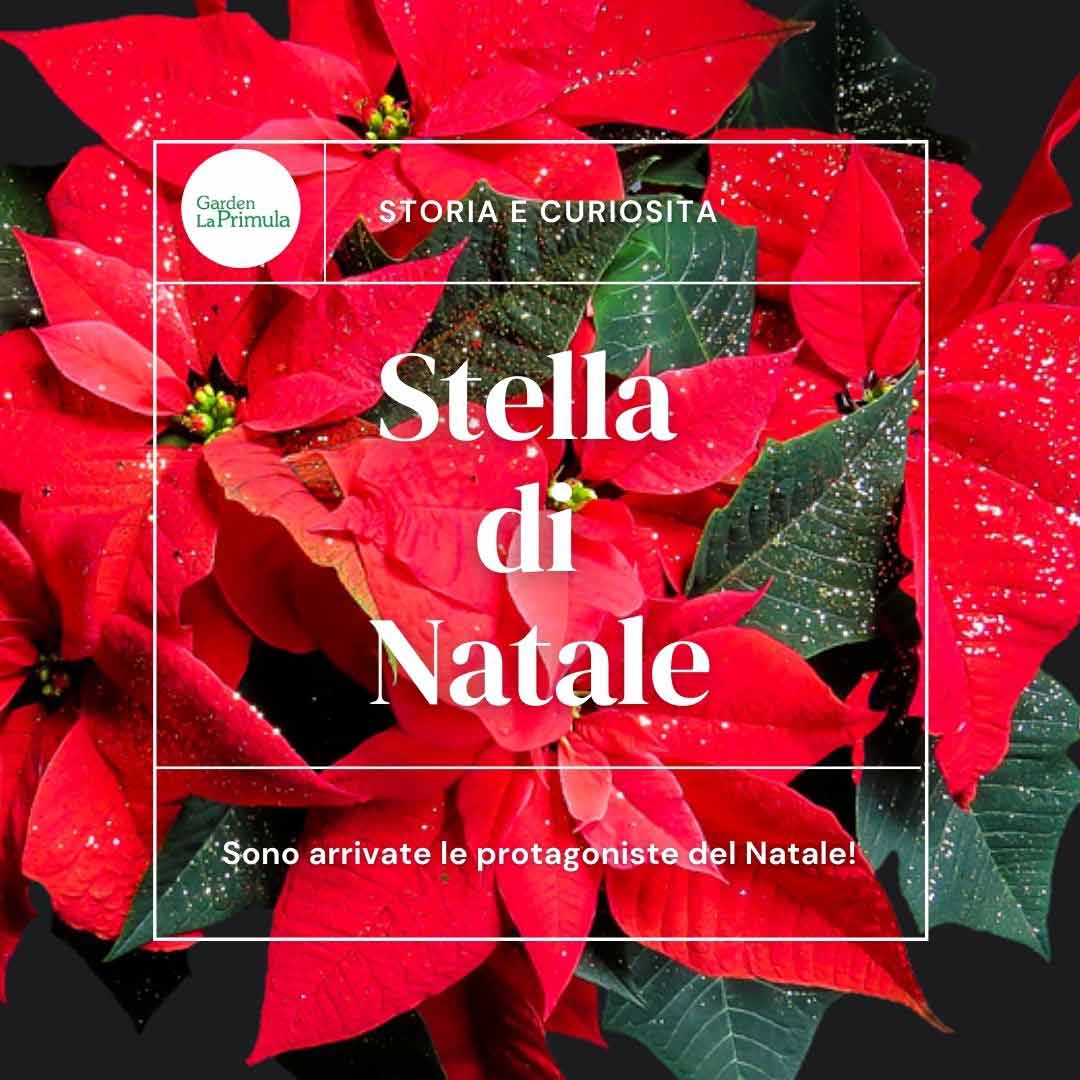 Stella di Natale