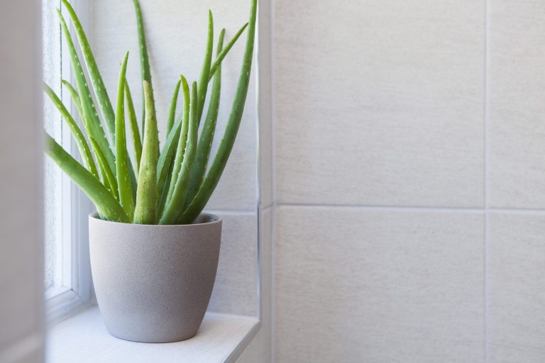 Piante per il bagno aloe vera