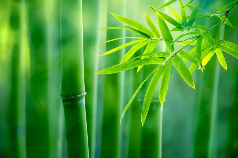 Piante per il bagno bamboo