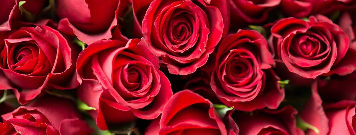 San Valentino rose rosse