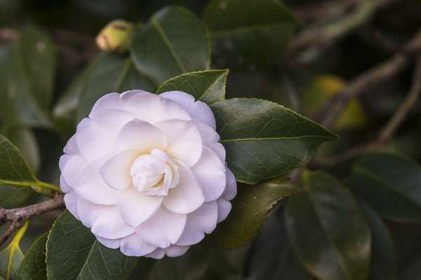 camelia