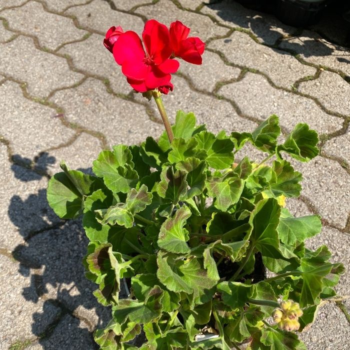 Granio singolo in vaso