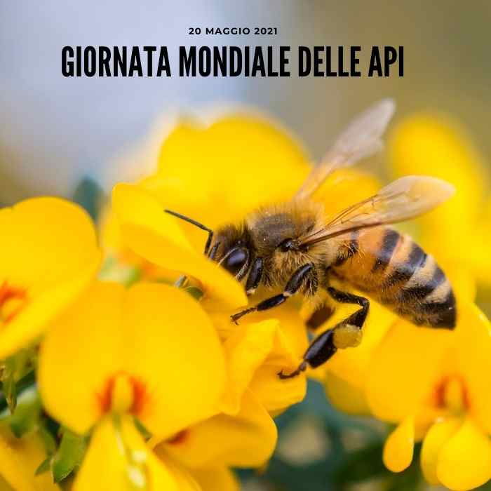 giornata mondiale delle api