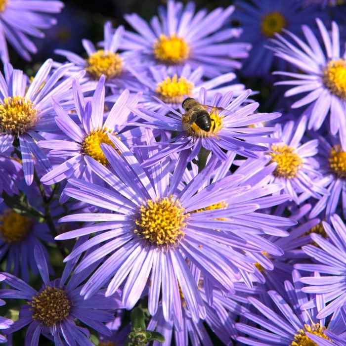 Aster