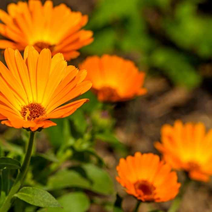 Calendula