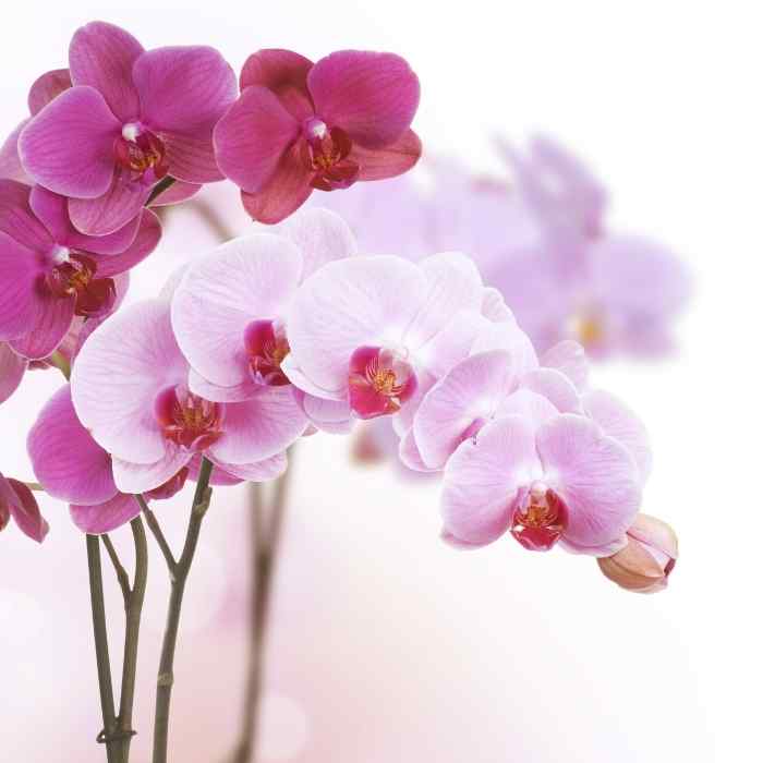 Orchidee colorate