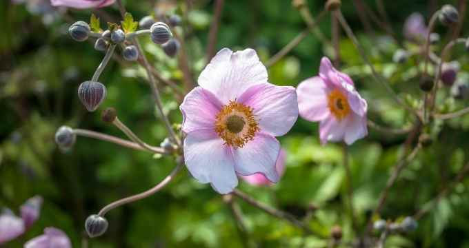 Anemone Giapponese