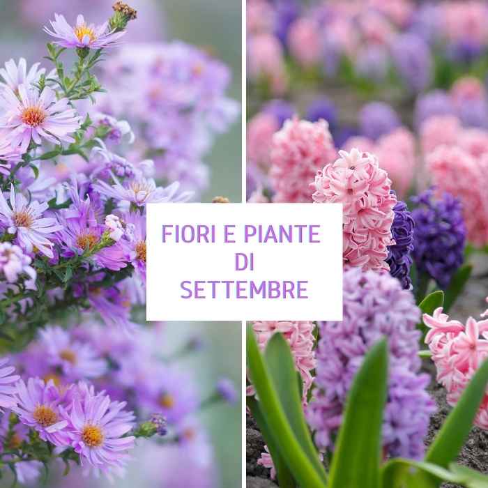 Fiori e piante di Settembre