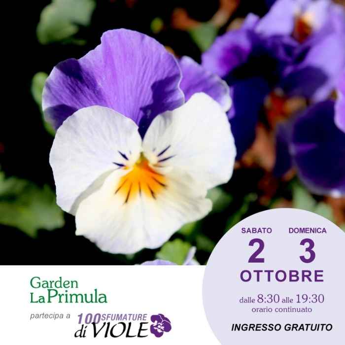 Garden La Primula Mostra Viole 2021