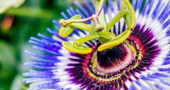 Passiflora