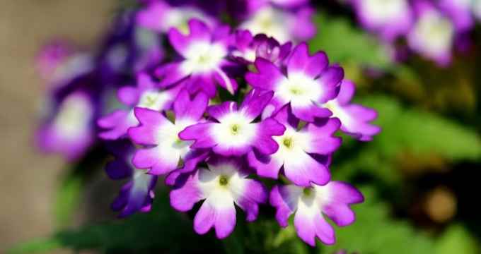 Verbena