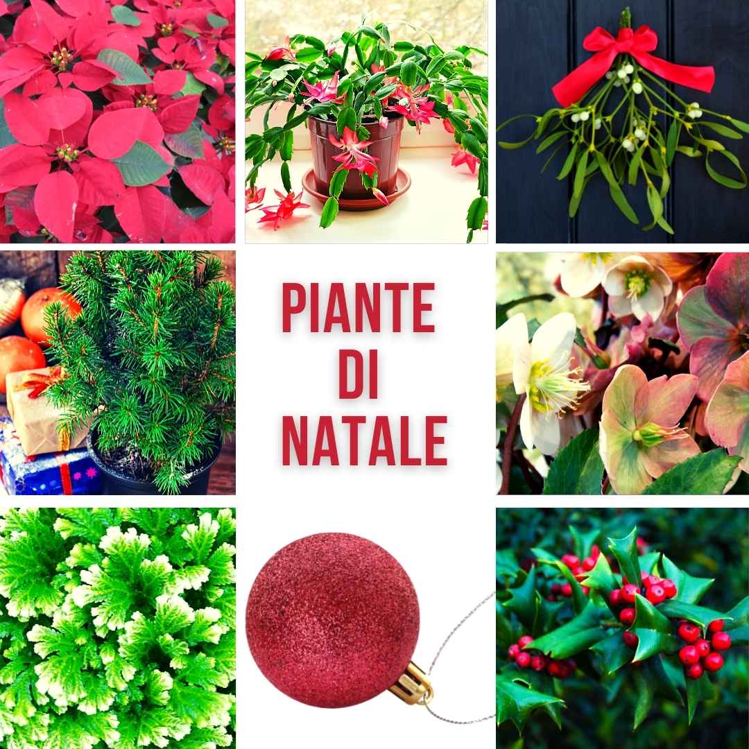 Piante di Natale