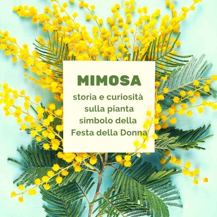 Garden La Primula storia della mimosa