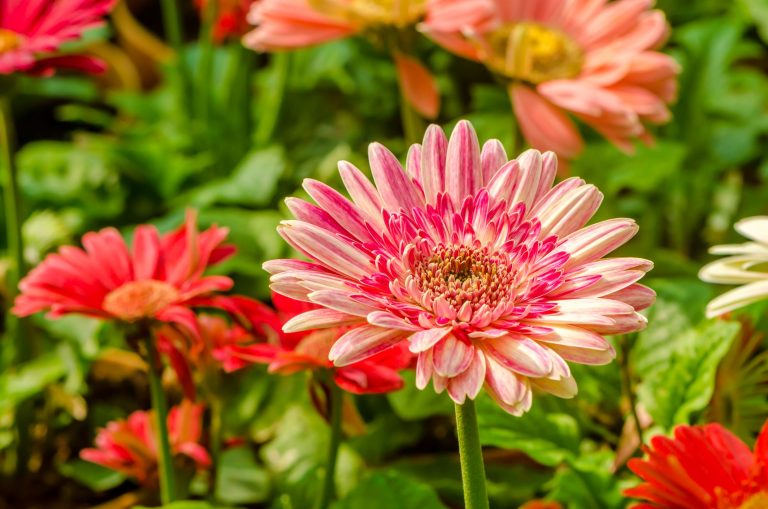 Garden La Primula fiori di primavera Gerbera