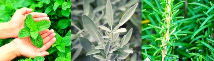 Menta salvia rosmarino