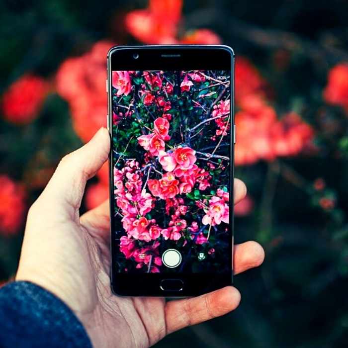 Le 5 migliori App per riconoscere piante e fiori