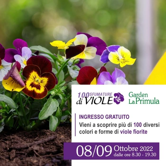 Mostra 100 Sfumature di Viole Garden La Primula