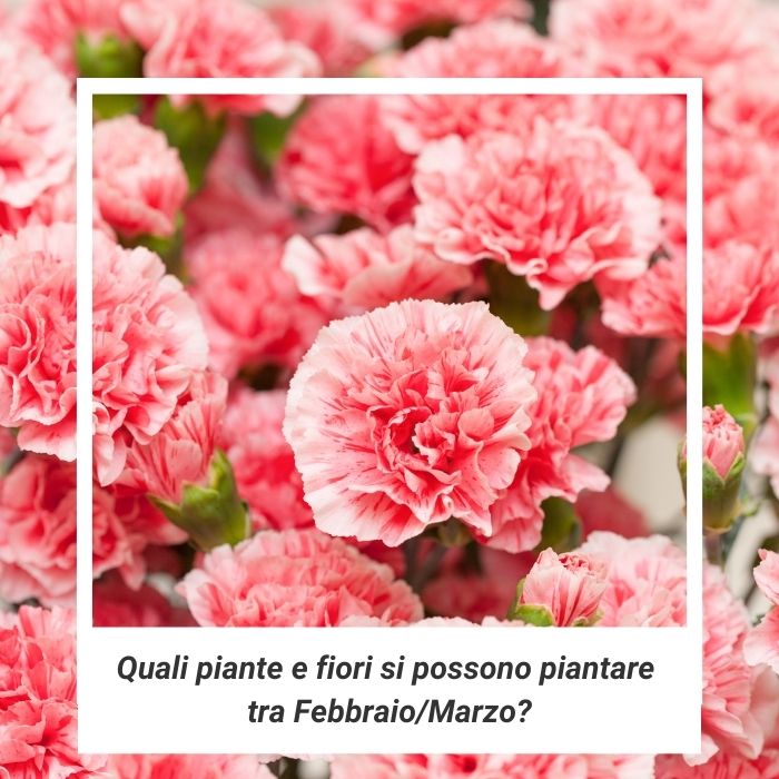 Quali piante e fiori si devono piantare tra Febbraio e Marzo