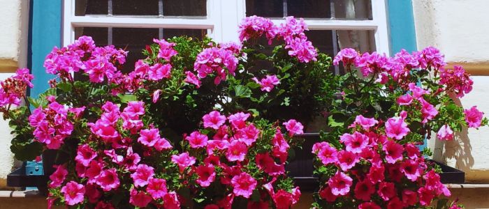 Garden La Primula fiori estivi per balconi petunia