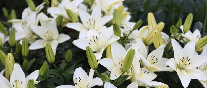 Garden La Primula oroscopo fiori giugno segno cancro Giglio