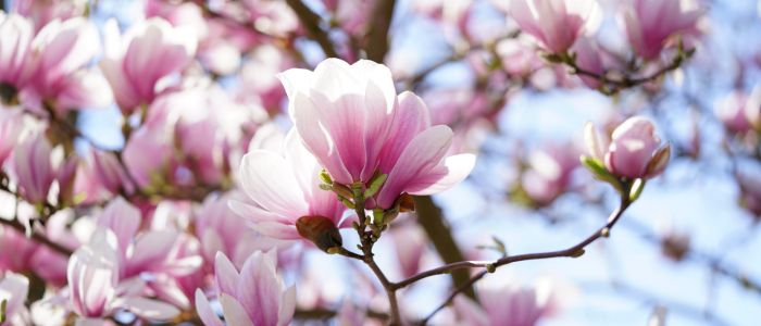 Garden La Primula oroscopo fiori giugno segno cancro Magnolia