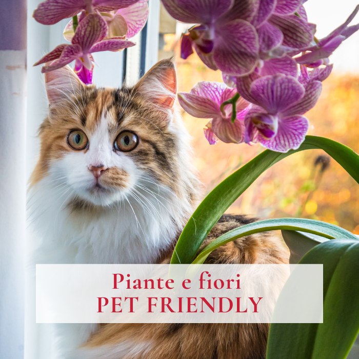 Piante e fiori pet friendly Garden La Primula